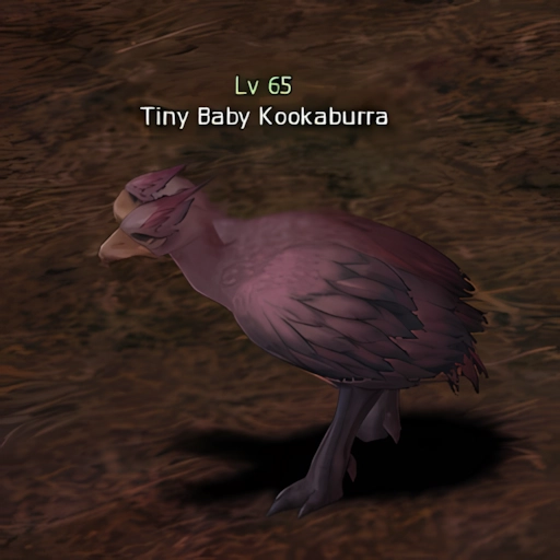 Tiny Baby Kookaburra