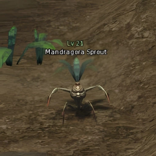 Mandragora Sprout