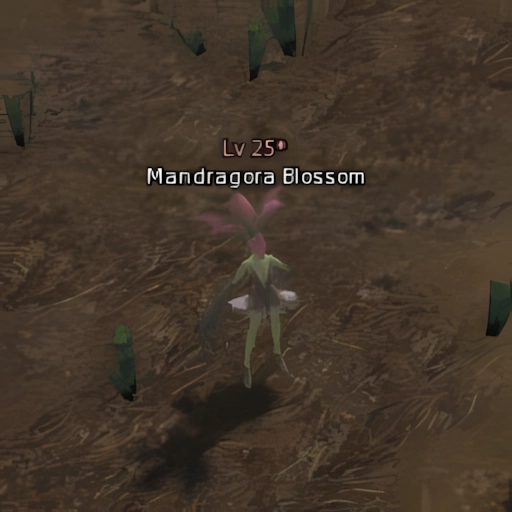Mandragora Blossom