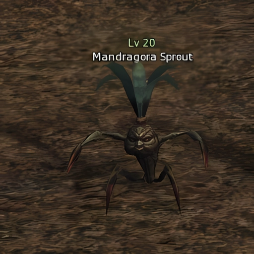 Mandragora Sprout