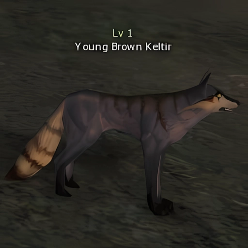Young Brown Keltir