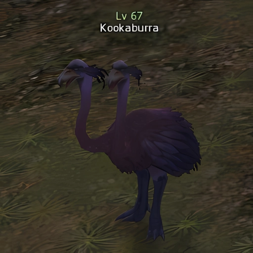 Kookaburra