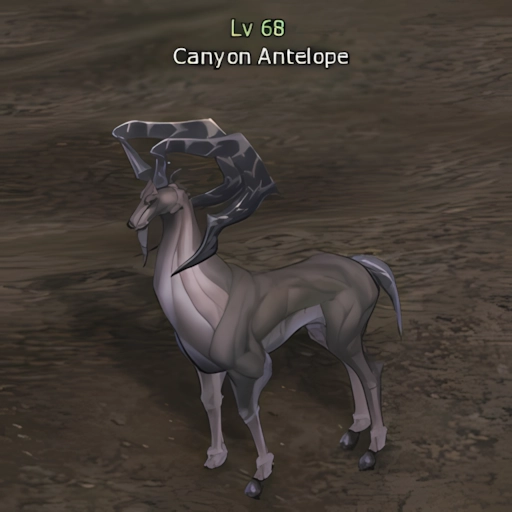 Canyon Antelope