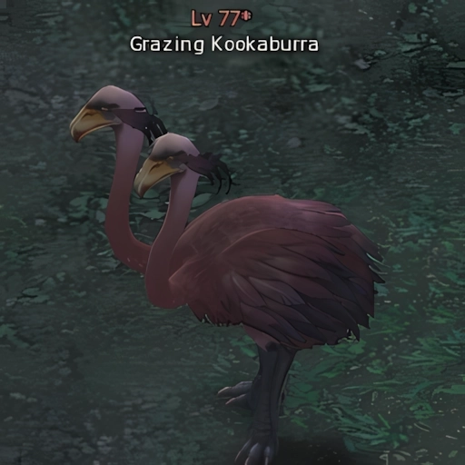 Grazing Kookaburra