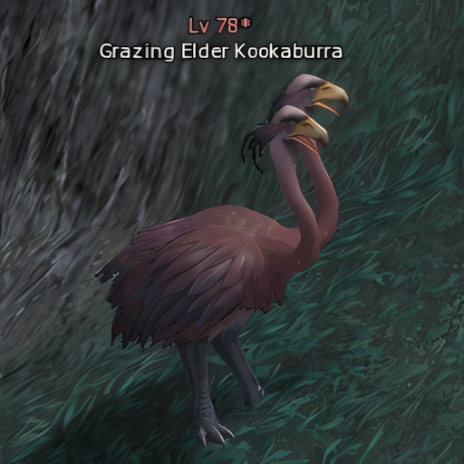 Grazing Elder Kookaburra