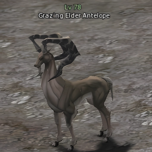 Grazing Elder Antelope